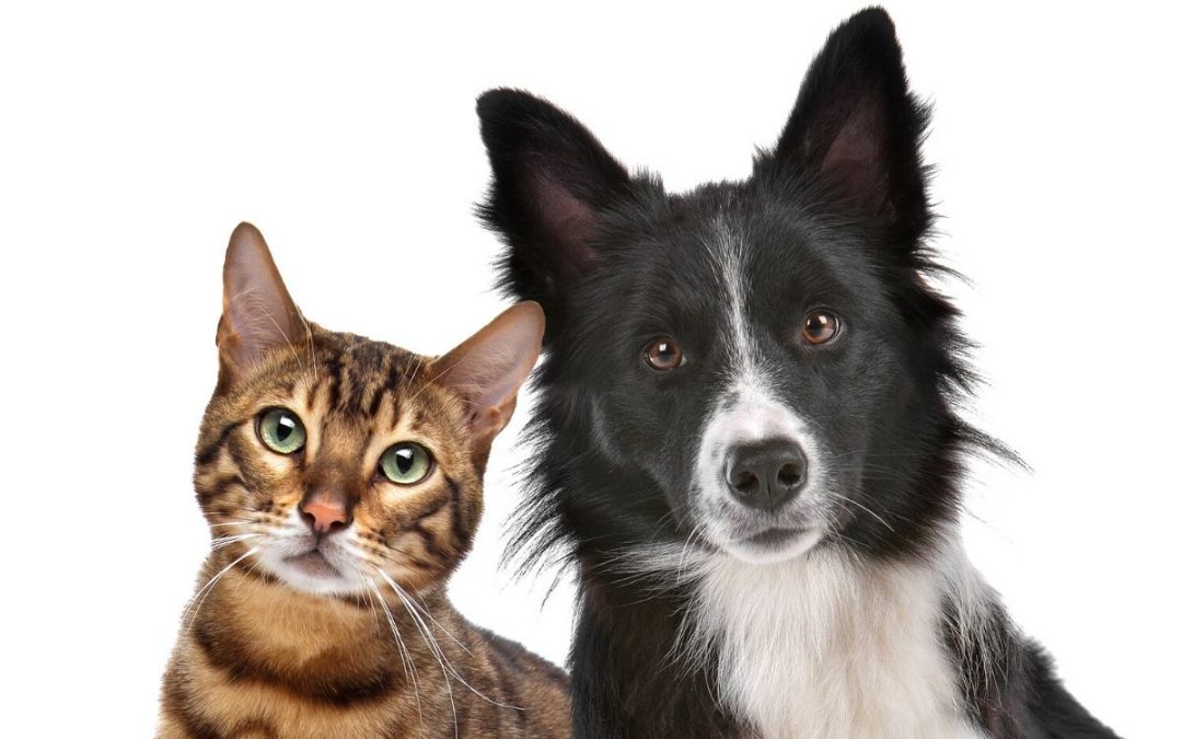 5 cuidados garantidos para aumentar a expectativa de vida de cães e gatos Blog Upa Pet 5 cuidados garantidos para aumentar a expectativa de vida de cães e gatos Blog Upa Pet