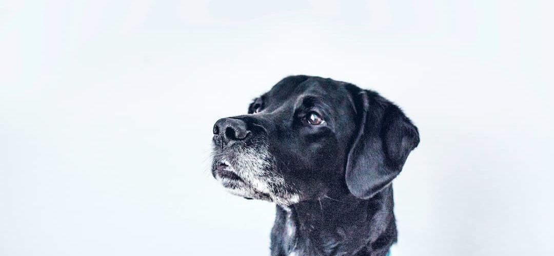cachorro-idoso